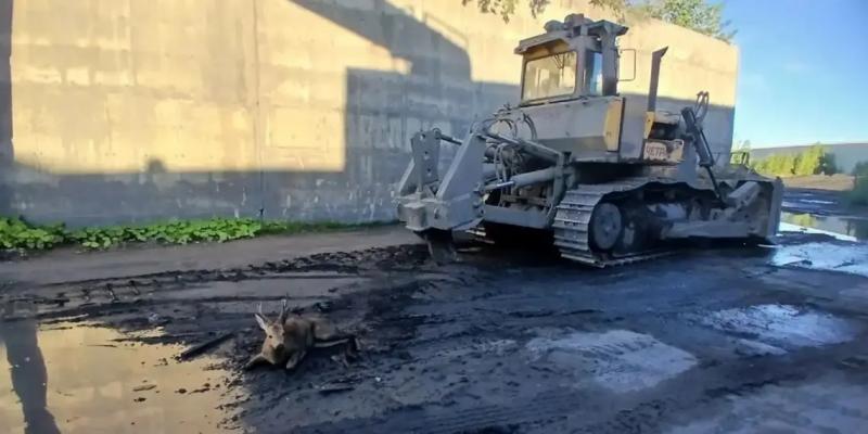 Косулю спасли работники цементного завода Искитима