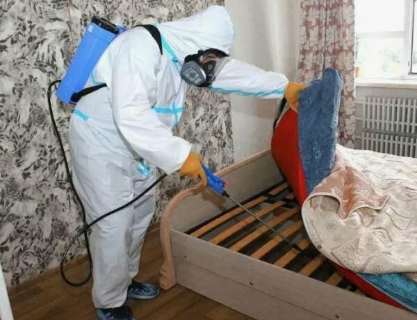 Дезинсекция клопов - можно ли избавиться от них за один раз